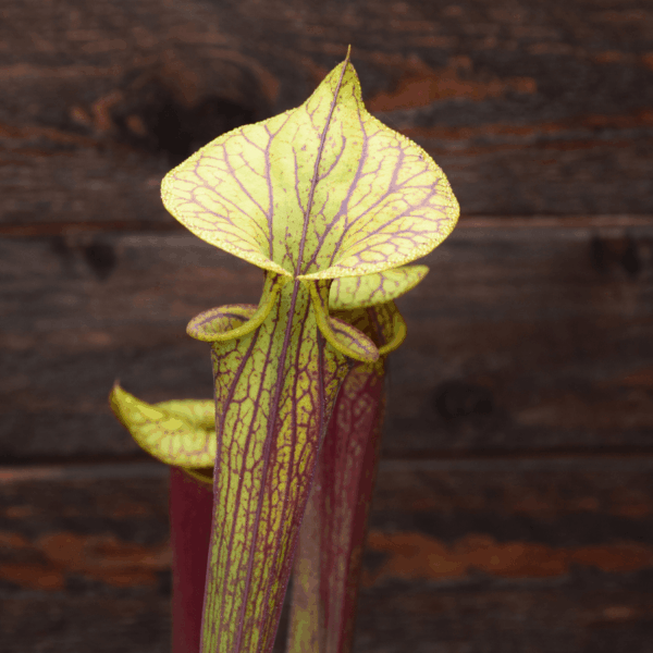 Sarracenia flava var. rubricorpora 'Claret' - F25C MK, Mike Brook’s clone - from A. Slack