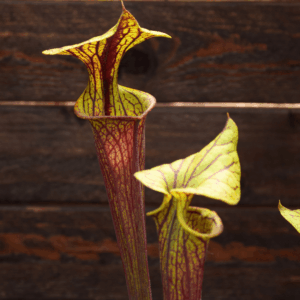 Sarracenia flava var. rubricorpora 'Claret' - F25C MK, Mike Brook’s clone - from A. Slack