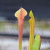 Sarracenia x 'Judith Hindle'