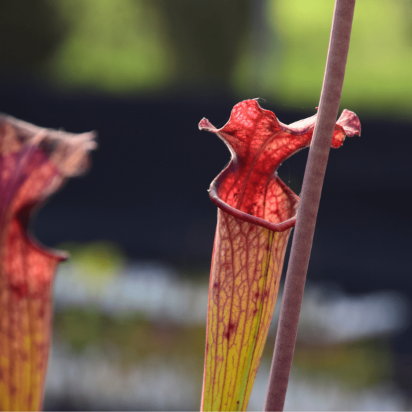 Sarracenia x moorei - H224 MK 'John David King'
