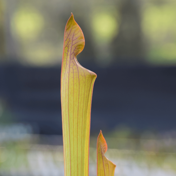 Sarracenia 'Orange Fire' x flava var. cuprea 'Intense'