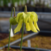 Sarracenia flava var. rubricorpora - Apalachicola National Forest, FL