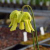 Sarracenia flava var. rubricorpora - Apalachicola National Forest, FL