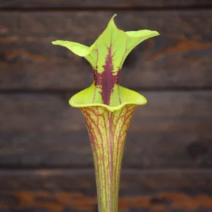 Sarracenia flava var. rubricorpora - Apalachicola National Forest, FL (SFRB15 C.A)