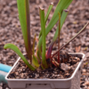 Sarracenia SURPRISE