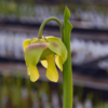 Sarracenia SURPRISE