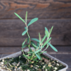 Andromeda polifolia