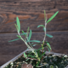 Andromeda polifolia