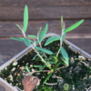 Andromeda polifolia
