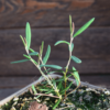 Andromeda polifolia