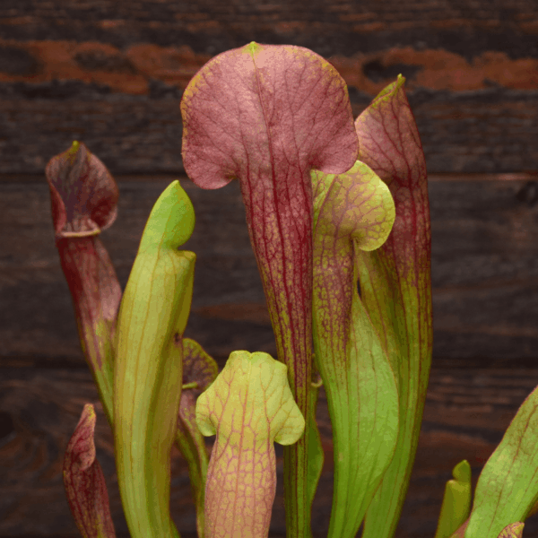 Sarracenia x 'Barba'