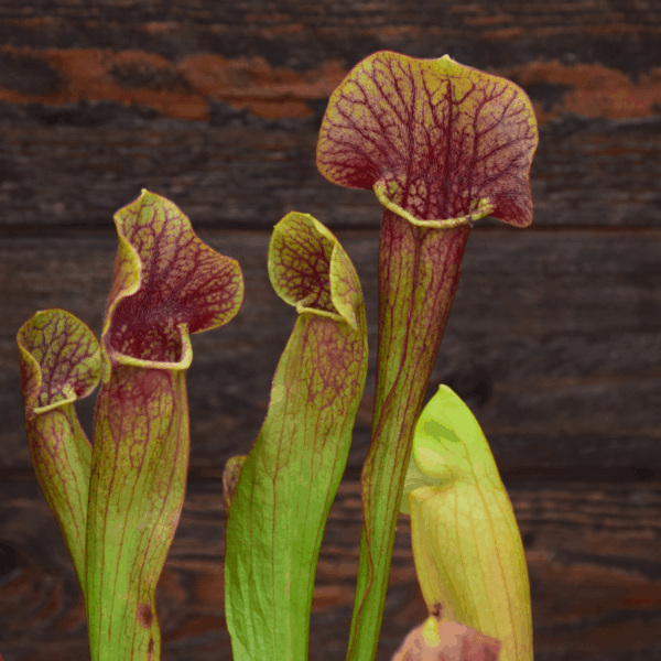 Sarracenia x 'Barba'