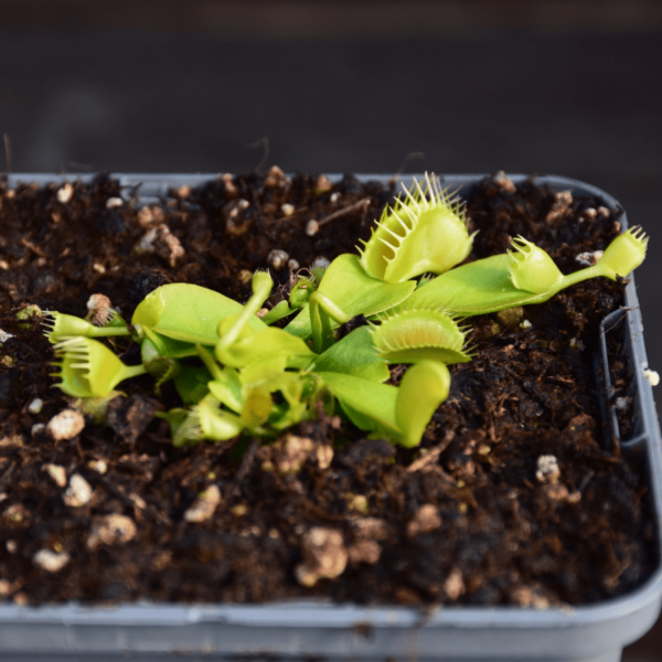 Dionaea muscipula - "Double Trouble"