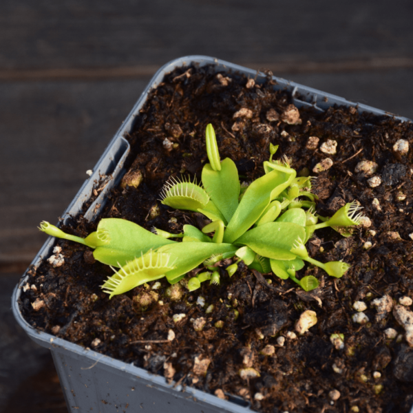 Dionaea muscipula - "Double Trouble"