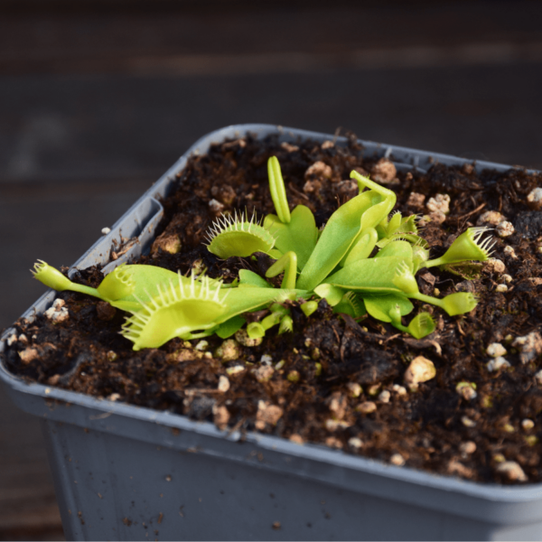 Dionaea muscipula - "Double Trouble"