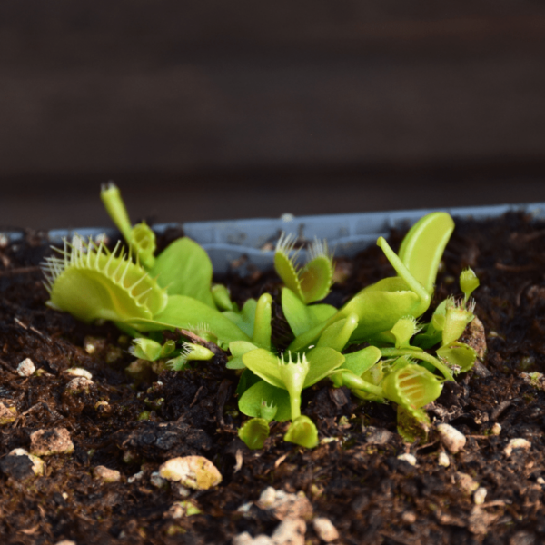 Dionaea muscipula - "Double Trouble"