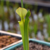 Sarracenia flava var. cuprea - F8 MK, Copper top