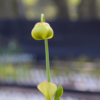 Sarracenia flava var. cuprea - F8 MK, Copper top