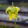 Sarracenia flava var. cuprea - F8 MK, Copper top