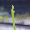 Sarracenia leucophylla Escambia, AL (209/Jans Janssens, 2021)