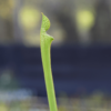 Sarracenia leucophylla Escambia, AL (209/Jans Janssens, 2021)