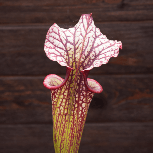 Sarracenia x moorei - H224 MK 'John David King'