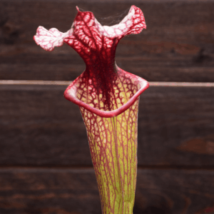 Sarracenia x moorei - H224 MK 'John David King'