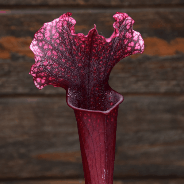 Sarracenia x 'Judith Hindle' - H37 MK