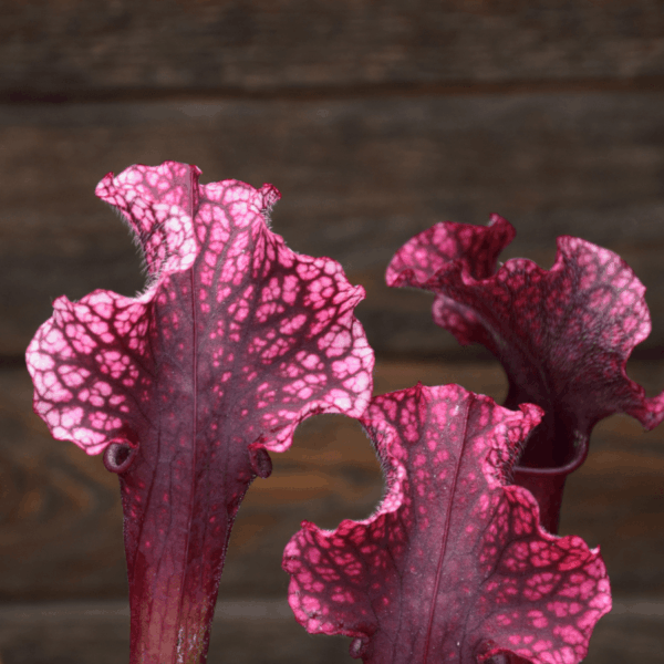 Sarracenia x 'Judith Hindle' - H37 MK