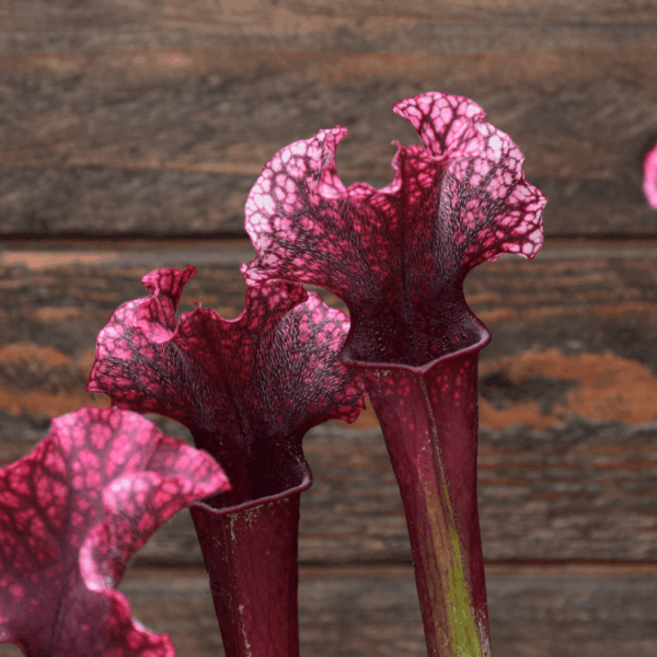 Sarracenia x 'Judith Hindle' - H37 MK