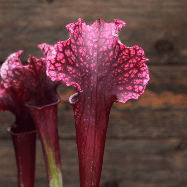 Sarracenia x 'Judith Hindle' - H37 MK