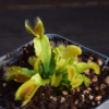 Dionaea muscipula 'Korrigans'