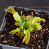 Dionaea muscipula 'Korrigans'