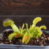 Dionaea muscipula 'Korrigans'