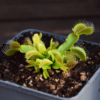 Dionaea muscipula 'Korrigans'