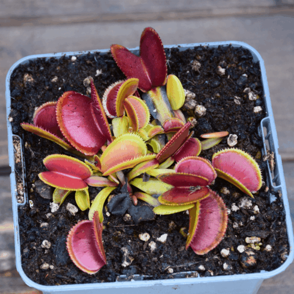Dionaea muscipula - 'Microdent'
