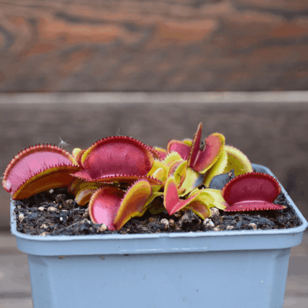 Dionaea muscipula - 'Microdent'