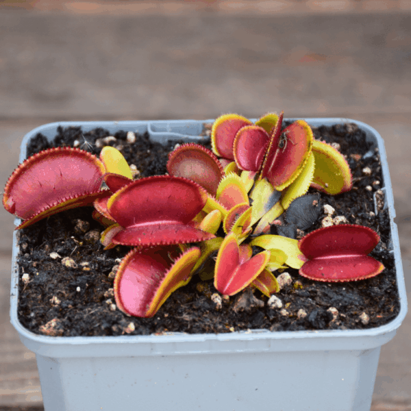 Dionaea muscipula - 'Microdent'