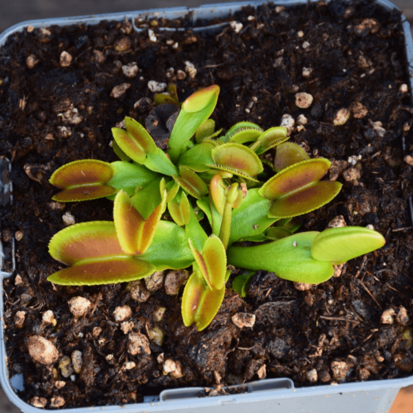 Dionaea muscipula - 'Microdent'
