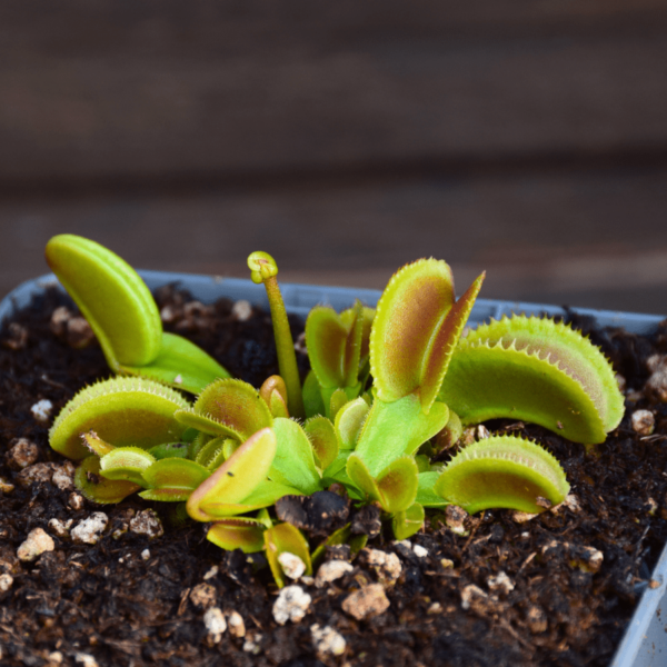Dionaea muscipula - 'Microdent'