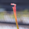 Sarracenia leucophylla 'Pink tube'