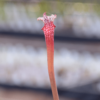 Sarracenia leucophylla 'Pink tube'