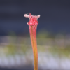 Sarracenia leucophylla 'Pink tube'