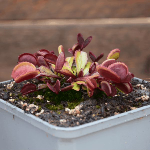 Dionaea muscipula - "Red Periscope"