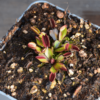 Dionaea muscipula - "Red Periscope"