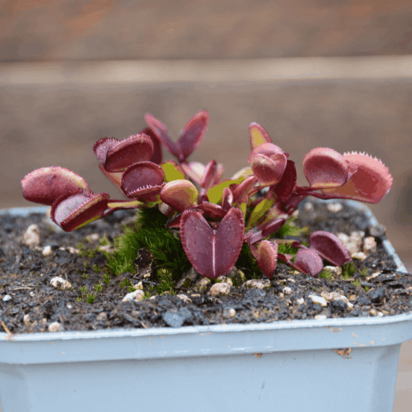 Dionaea muscipula - "Red Periscope"
