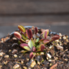 Dionaea muscipula - "Red Periscope"