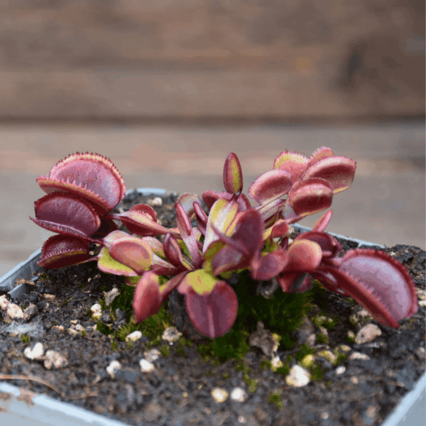 Dionaea muscipula - "Red Periscope"