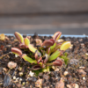 Dionaea muscipula - "Red Periscope"