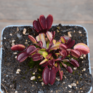 Dionaea muscipula - "Red Periscope"